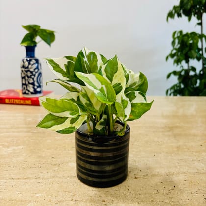 Money Plant in Classy Ceramics - Minimum order 50 pcs.