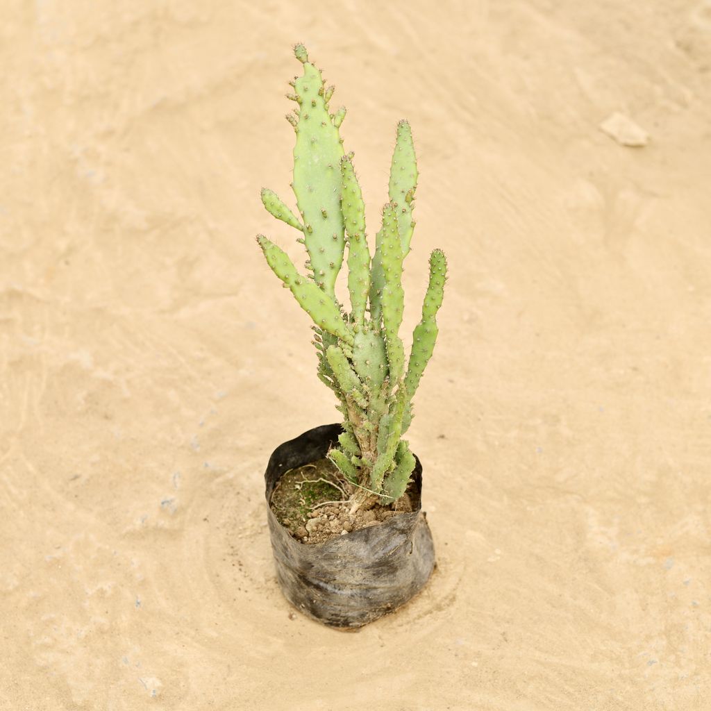 Cactus in 4 Inch Nursery bag