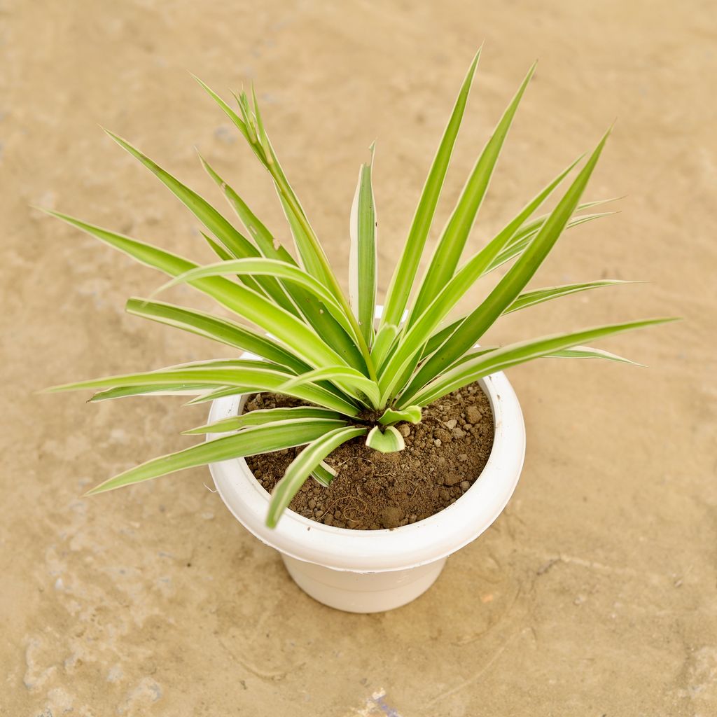 Spider in 6 Inch Classy White Plastic Pot