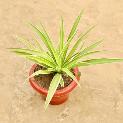 Buy Spider in 6 Inch Classy Red Plastic Pot Online | Urvann.com