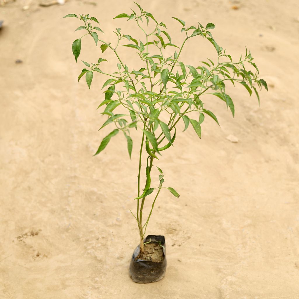 Green Chilli in 4 Inch Nursery bag