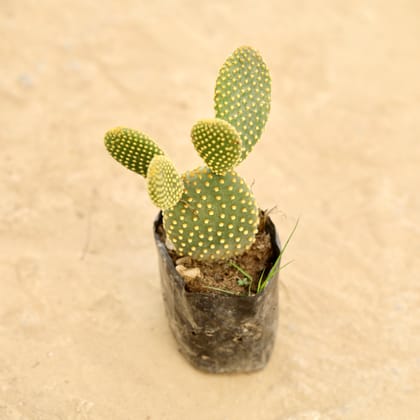 Buy Bunny Ear Cactus in 4 Inch Nursery bag Online | Urvann.com