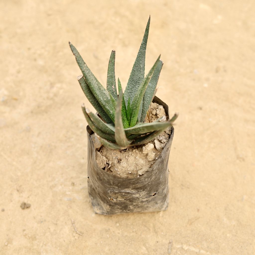 Aloe Vera Succulent in 4 Inch Nursery bag