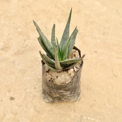 Buy Aloe Vera Succulent in 4 Inch Nursery bag Online | Urvann.com