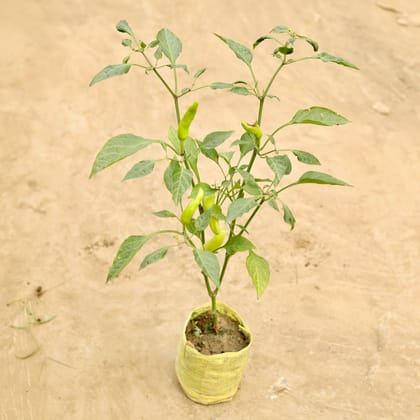 Buy Pickle Chilli in 5 Inch Nursery bag Online | Urvann.com