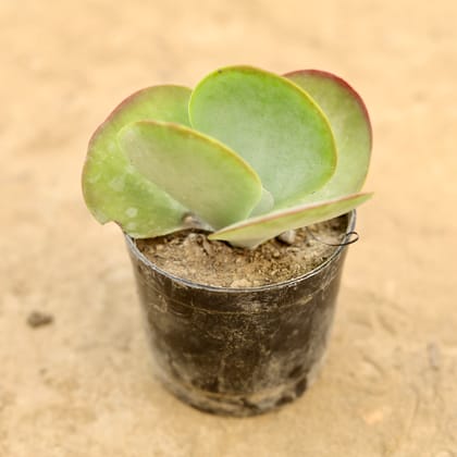 Buy Kalanchoe Thyrsiflora in 4 Inch Nursery bag Online | Urvann.com