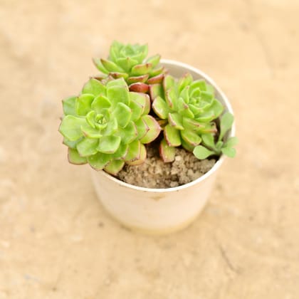 Buy Sedeveria Succulent in 4 Inch Nursery Pot Online | Urvann.com