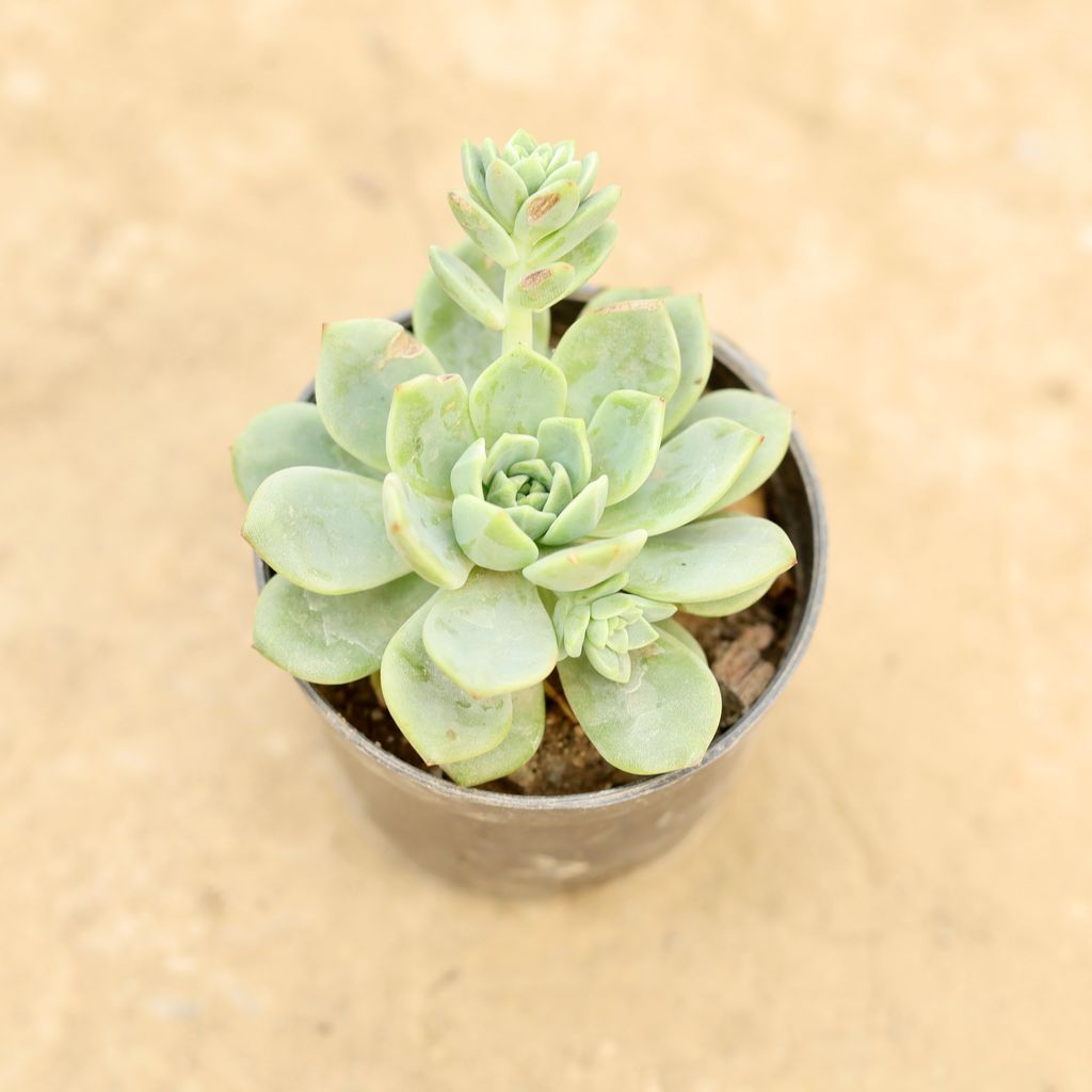 Echeveria Elegans in 4 Inch Nursery Pot