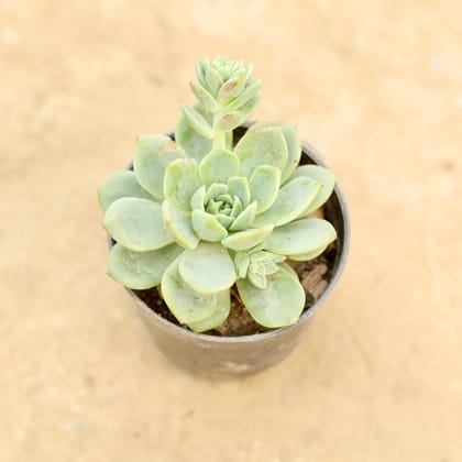 Buy Echeveria Elegans in 4 Inch Nursery Pot Online | Urvann.com