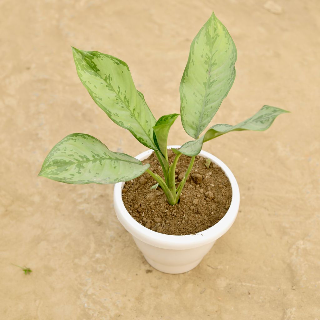 Aglaonema Parrot  in 8 Inch Classy White Plastic Pot