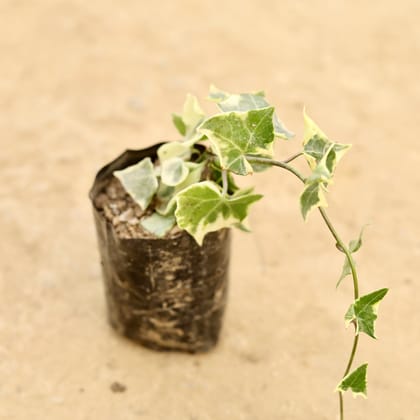 Buy Common Ivy in 4 Inch Nursery bag Online | Urvann.com