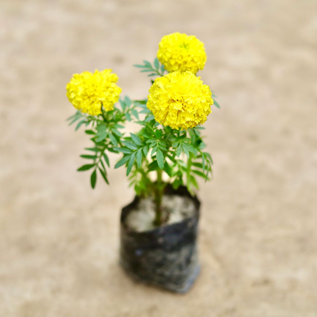 Marigold / Genda Yellow in 4 Inch Nursery bag