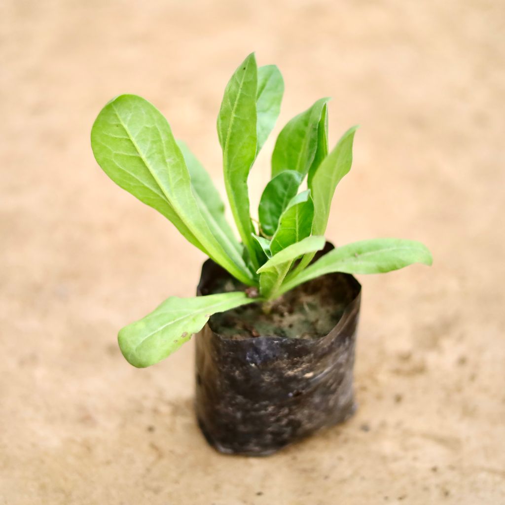 Calendula (Any Colour) in 4 Inch Nursery bag