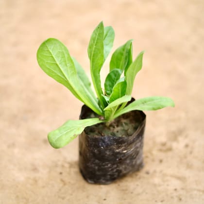 Buy Calendula (Any Colour) in 4 Inch Nursery bag Online | Urvann.com