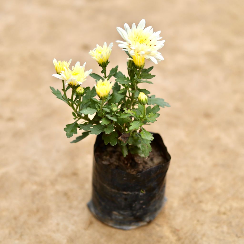 Chrysanthemum / Guldaudi / Guldawari (Any Colour) in 4 Inch Nursery bag