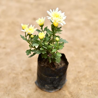 Buy Chrysanthemum / Guldaudi / Guldawari (Any Colour) in 4 Inch Nursery bag Online | Urvann.com