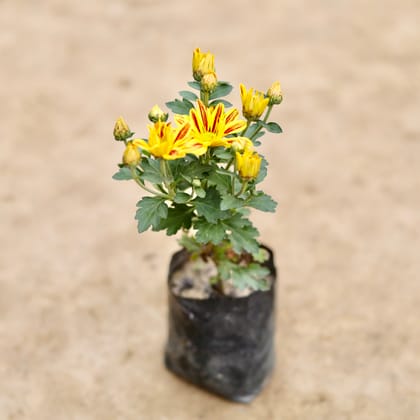 Buy Chrysanthemum / Guldaudi / Guldawari (Any Colour) in 4 Inch Nursery bag Online | Urvann.com