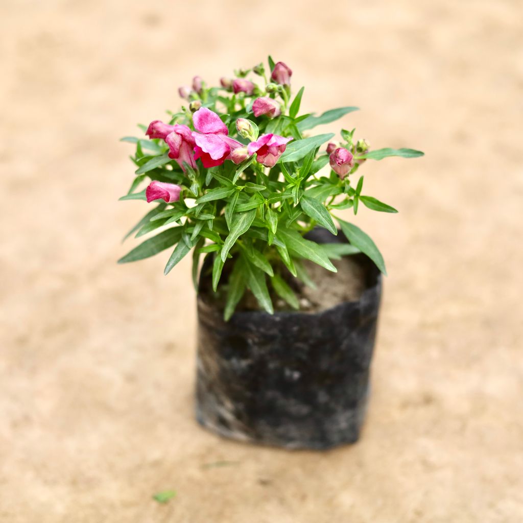 Antirrhinum Majus / Dog Flower (Any Colour) in 4 Inch Nursery bag