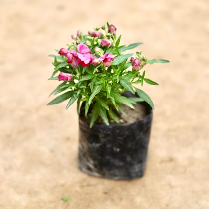 Buy Antirrhinum Majus / Dog Flower (Any Colour) in 4 Inch Nursery bag Online | Urvann.com