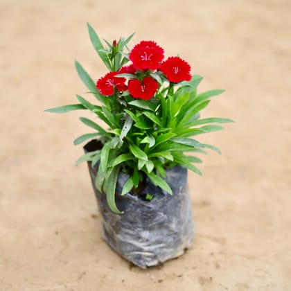 Buy Dianthus (Any Colour) in 4 Inch Nursery bag Online | Urvann.com