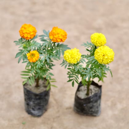 Buy Set Of 2 - Marigold / Genda Orange & Yellow in 4 Inch Nursery bag Online | Urvann.com