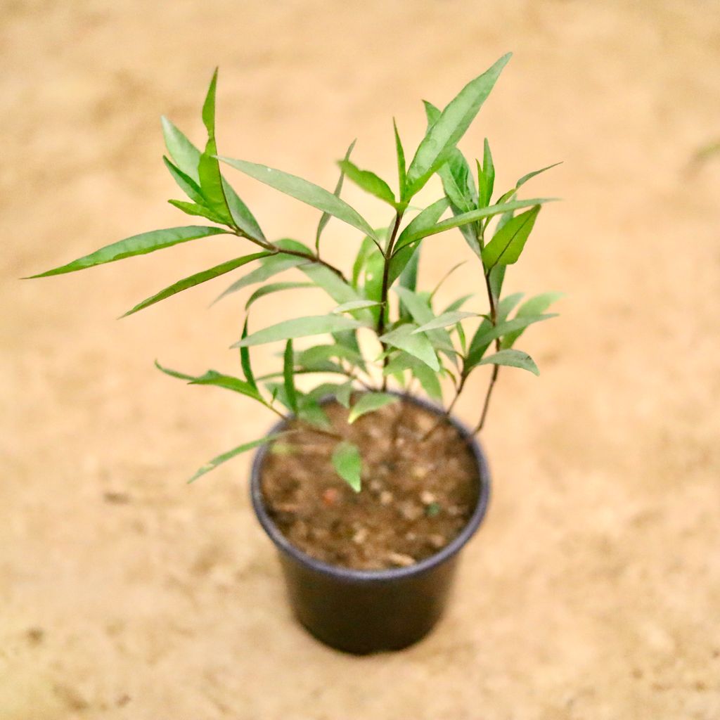 Sukh Shanti  in 6 Inch Nursery Pot