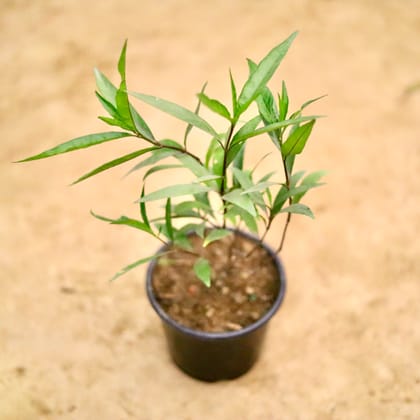 Buy Sukh Shanti  in 6 Inch Nursery Pot Online | Urvann.com