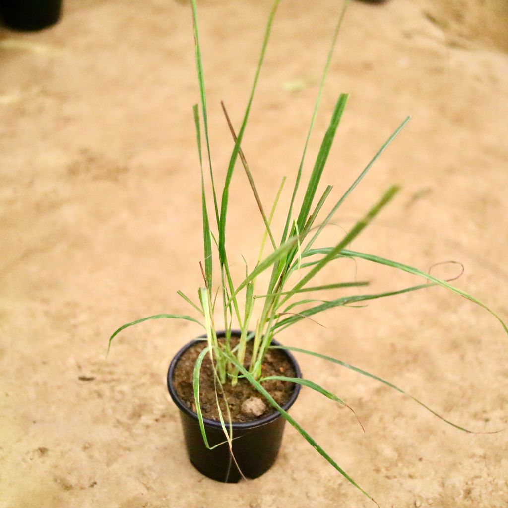 Lemon Grass in 6 Inch Nursery Pot