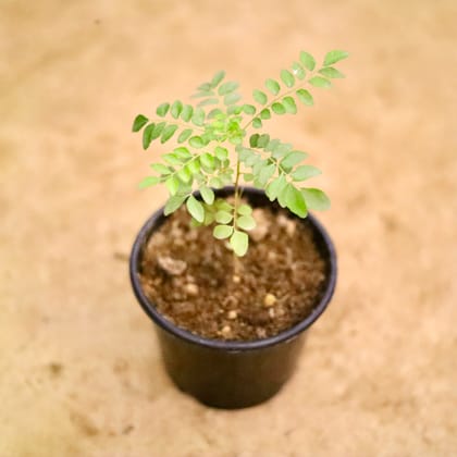 Buy Curry Patta  in 6 Inch Nursery Pot Online | Urvann.com