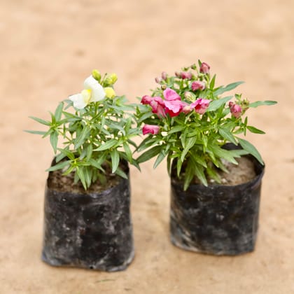 Buy Set Of 2 - Antirrhinum Majus / Dog Flower (Any Colour) in 4 Inch Nursery bag Online | Urvann.com