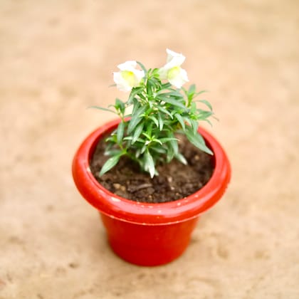 Buy Antirrhinum Majus / Dog Flower (Any Colour) in 6 Inch Classy Red Plastic Pot Online | Urvann.com