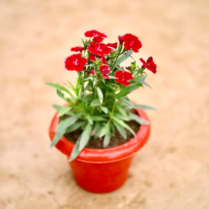 Buy Dianthus (Any Colour) in 6 Inch Classy Red Plastic Pot Online | Urvann.com