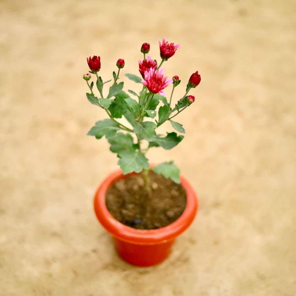 Chrysanthemum / Guldaudi / Guldawari (Any Colour) in 6 Inch Classy Red Plastic Pot