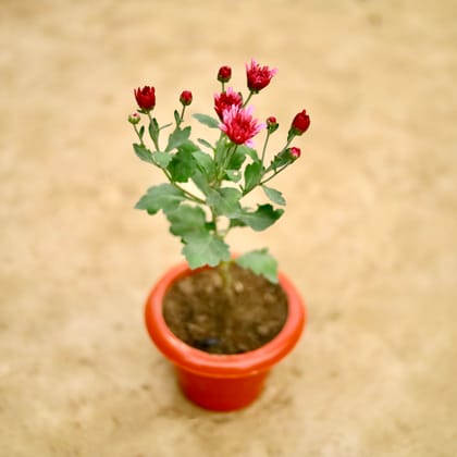 Buy Chrysanthemum / Guldaudi / Guldawari (Any Colour) in 6 Inch Classy Red Plastic Pot Online | Urvann.com