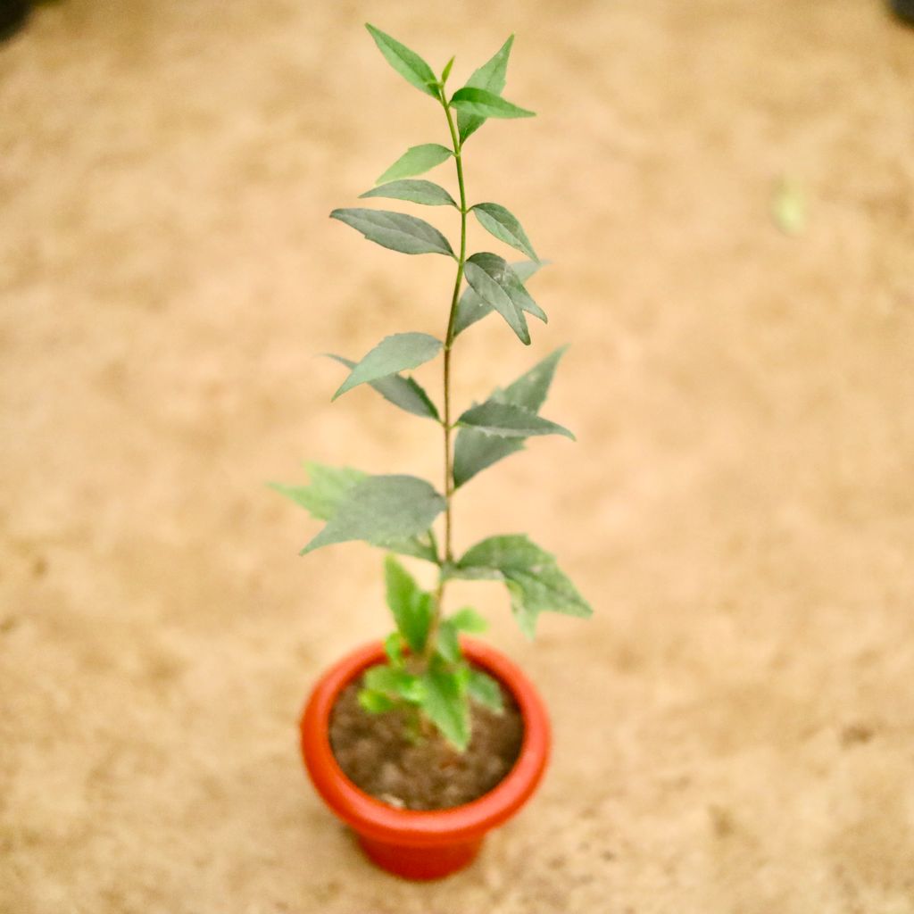 Harsingar / Parijat (~ 1 Ft) in 6 Inch Classy Red Plastic Pot