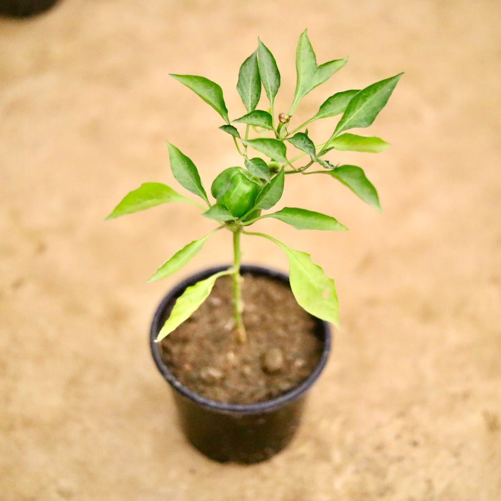 Capsicum / Shimla Mirchi in 6 Inch Nursery Pot