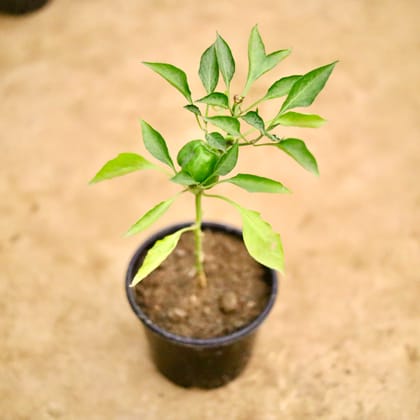 Buy Capsicum / Shimla Mirchi in 6 Inch Nursery Pot Online | Urvann.com