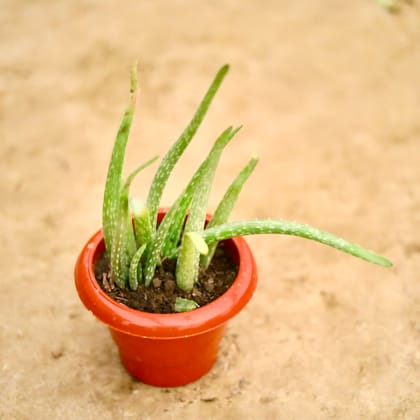 Buy Aloe Vera in 6 Inch Classy Red Plastic Pot Online | Urvann.com