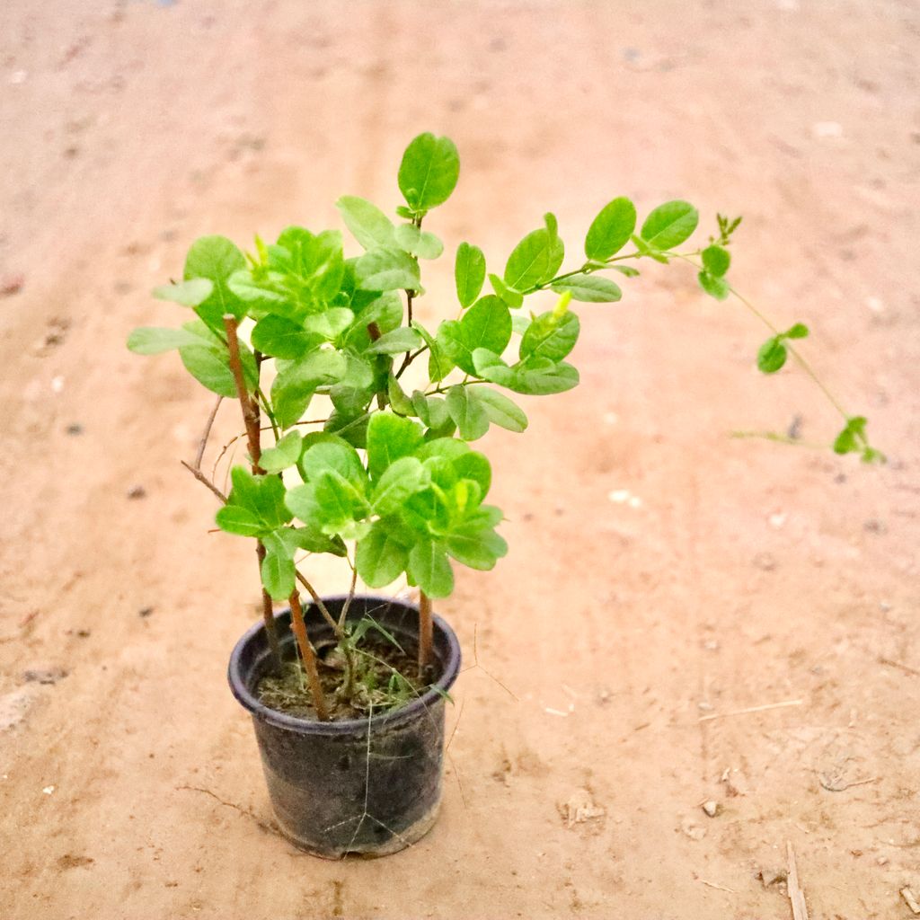 Allamanda Creeper (~ 1.5 Ft) (Any Colour) in 7 Inch Nursery Pot