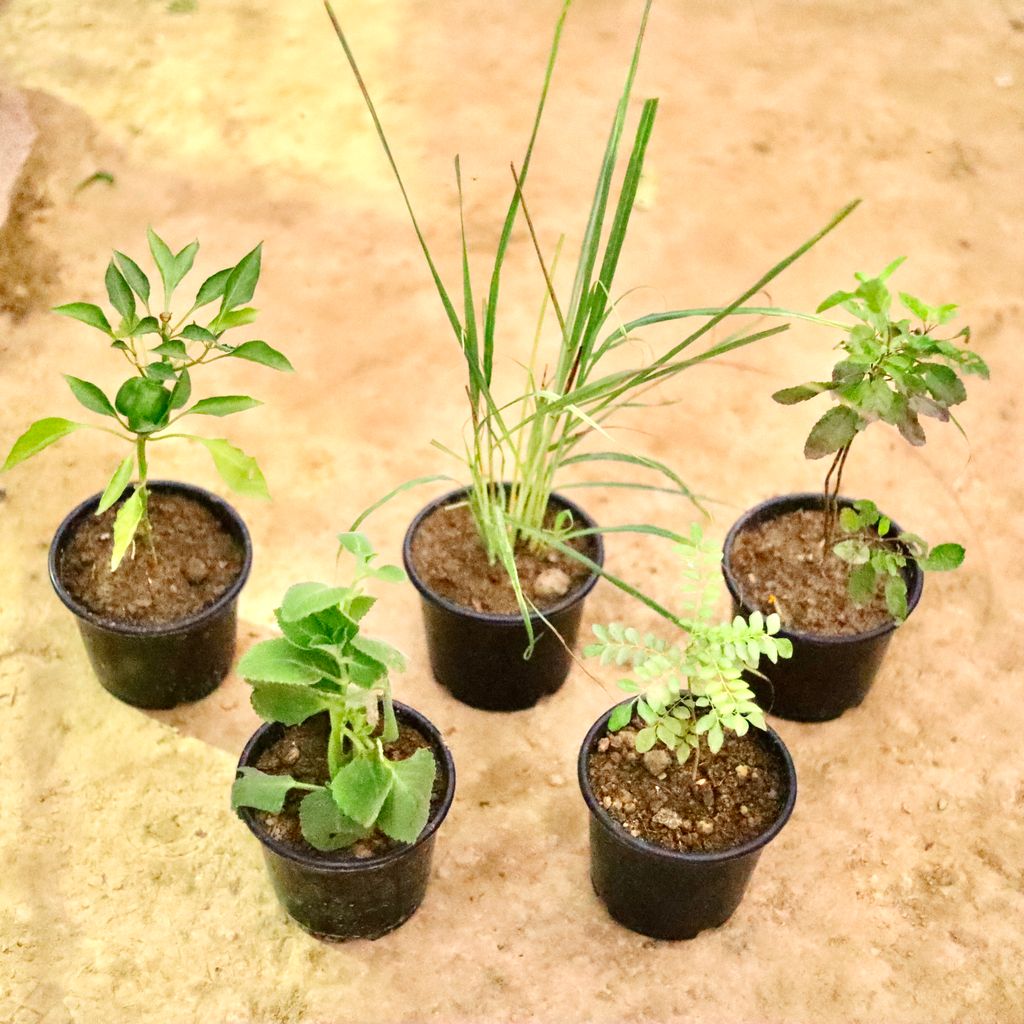 Set Of 5 - Capsicum / Shimla Mirch, Lemon Grass, Shyama Tulsi, Ajwain & Curry Patta  in 6 Inch Nursery Pot