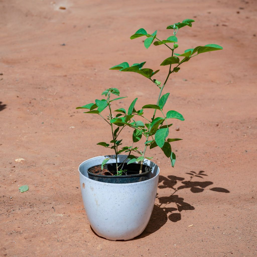 ATUL1405 - Aparajita / Asian Pigeonwings (any colour) in 6 Inch White Premium Orchid Round Plastic Pot