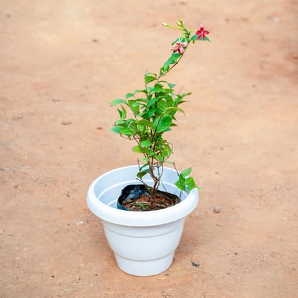 Buy Madhu Malti / Rangoon Creeper (any colour) in 8 Inch White Classy Plastic Pot Online | Urvann.com