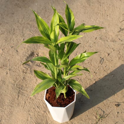 Buy Lucky Bamboo in 4 Inch White Premium Diamanti Plastic Pot Online | Urvann.com