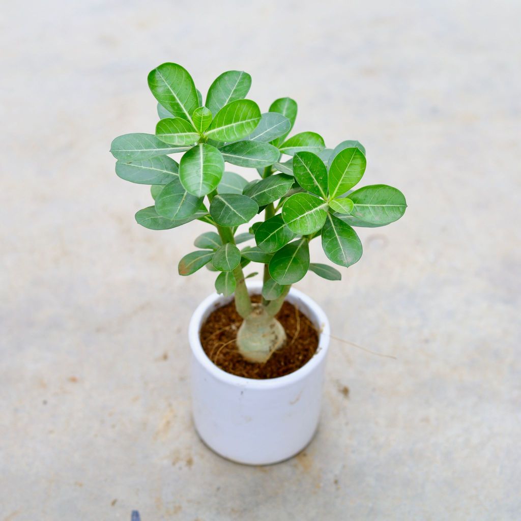 ATUL1321 - Adenium (Any Colour) in 4 Inch Classy White Cylindrical Ceramic Pot