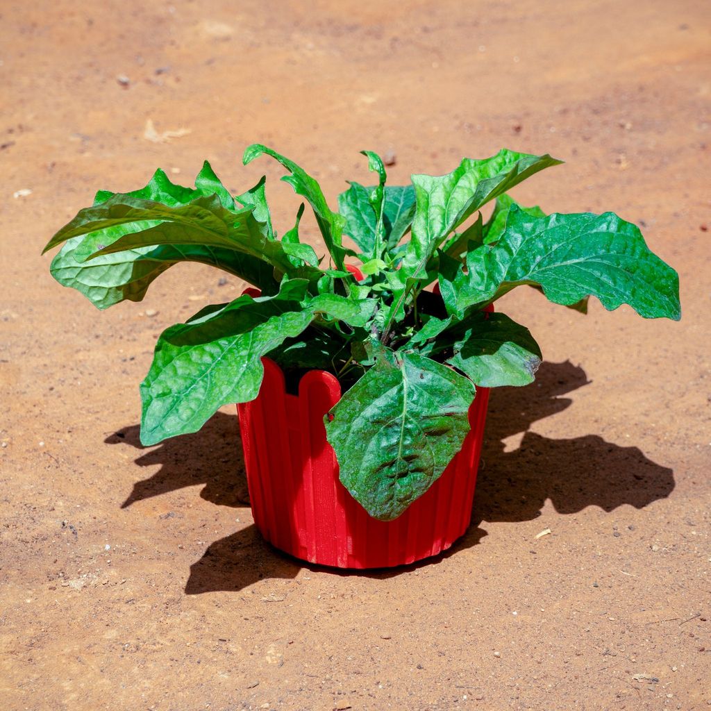 ATUL1342 - Gerbera (Any Colour) in 6 Inch Red Premium Tippy Plastic Pot