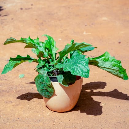 Buy Gerbera (Any Colour) in 6 Inch Beige Marble Premium Orchid Round Plastic Pot Online | Urvann.com