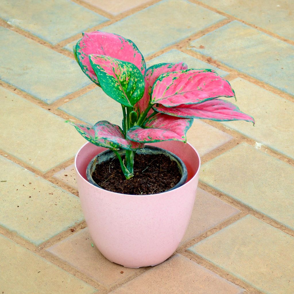 ATUL1243 - Aglaonema Pink in 5 Inch Pink Premium Orchid Round Plastic Pot