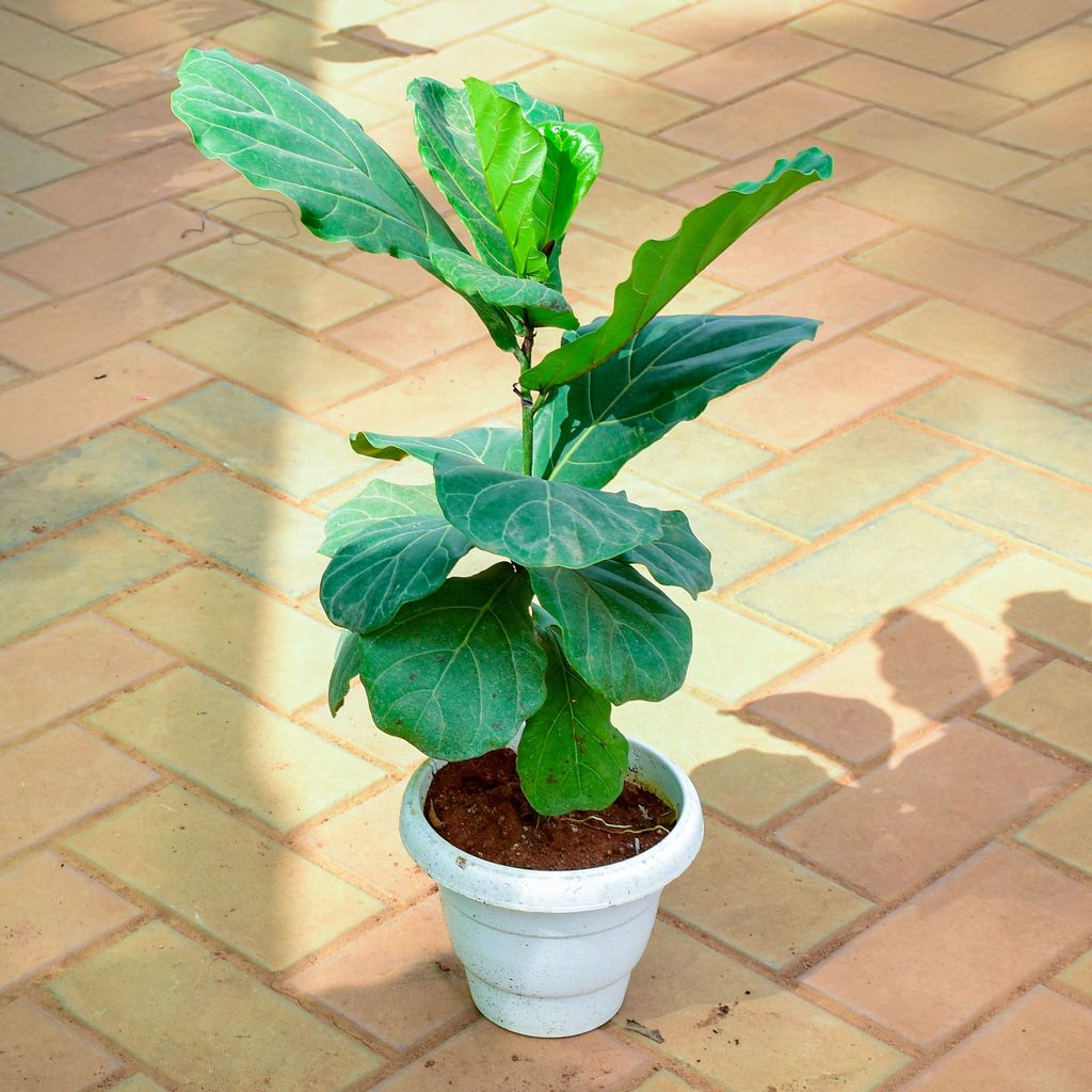 ATUL1249 - Fiddle Leaf Fig / Ficus Lyrata Plant (~ 1.5 Ft) in 7 Inch Classy White Round Pot