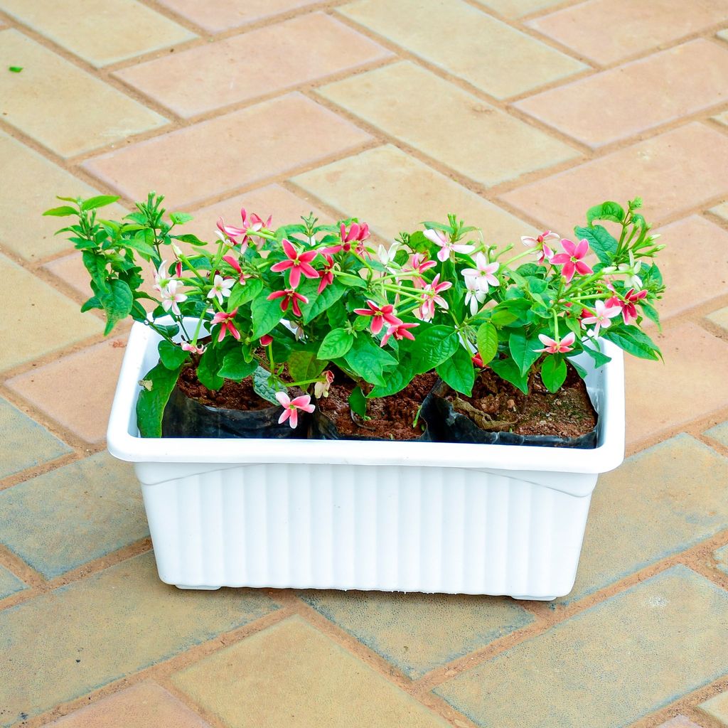 ATUL1252 - Madhu Malti / Rangoon Creeper in 12 Inch White Premium Jupiter Rectangular Window Planter