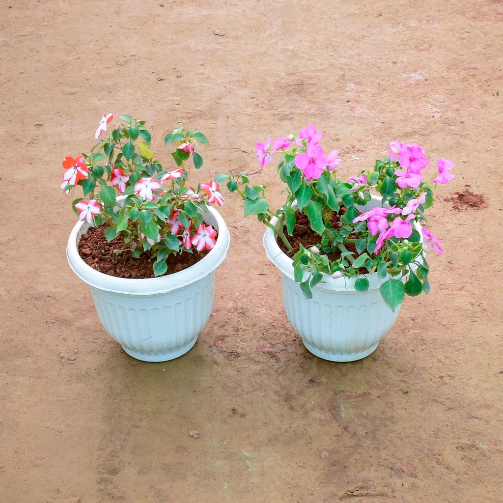 ATUL1268 - Set of 2 - Balsam (Any Colour) in 8 Inch White Olive Plastic Pot